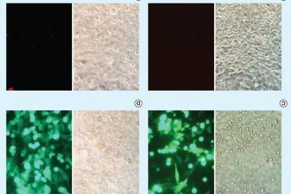 Figure 4. 用4 μl TransfeX与表达腺病毒的1 μg质粒DNA (Monster Green®荧光蛋白)或绿色荧光蛋白复合物在48孔板上转染HeLa细胞后，荧光显微镜观察转染效率. (A) Untreated control cells. (B) DNA-treated cells. (C)转染TransfeX的细胞. (D)腺病毒转导细胞. Left panels: Phase contrast images; Right panels: Fluorescence images.